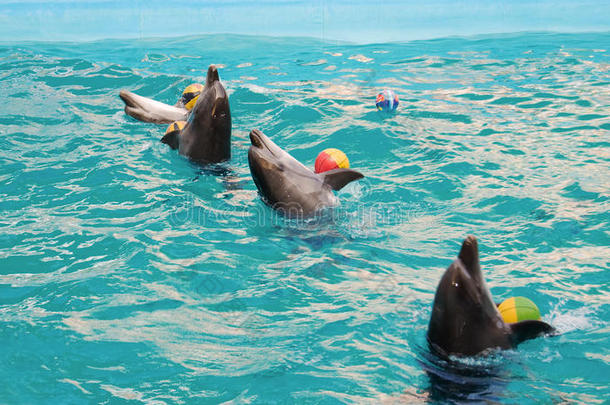 四只海豚在跳舞