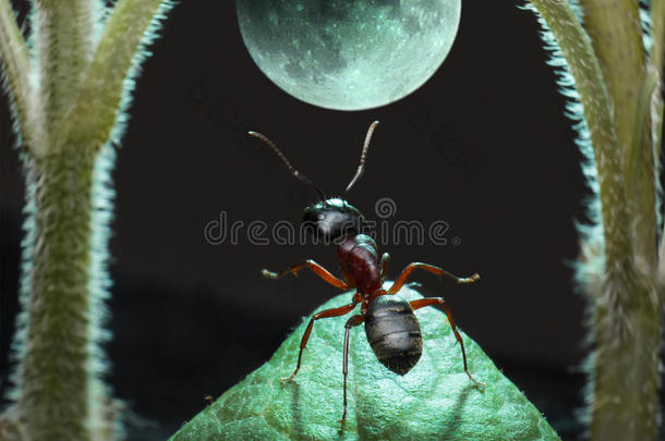 蚂蚁的<strong>月球漫步</strong>