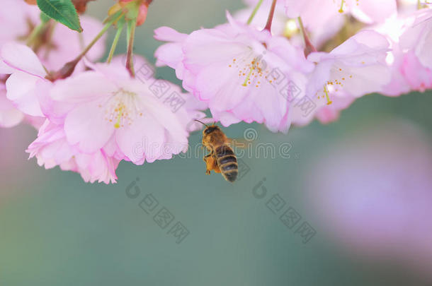 粉红樱花的蜜蜂