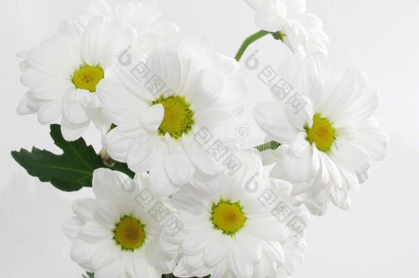 美丽的白花
