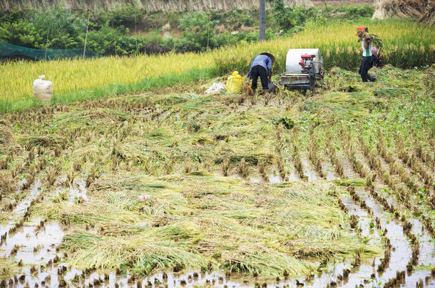 中国水稻收获