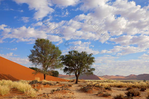 草地、<strong>沙丘</strong>和<strong>树木</strong>，索斯斯维莱，纳米比亚