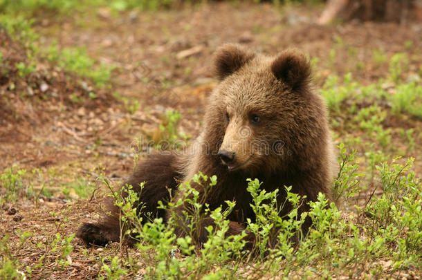 可爱的小棕熊躺在灌木丛后面