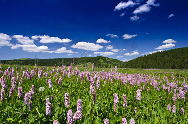 紫色野花，深蓝的天空和群山