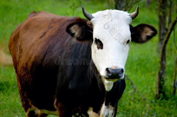 青草上的奶牛场动物