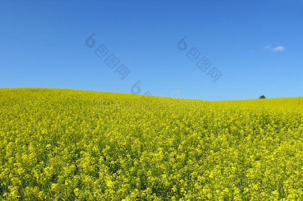 田园风光。晴朗的天空