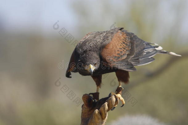 亚利桑那州鸟沙漠猎鹰人猎鹰