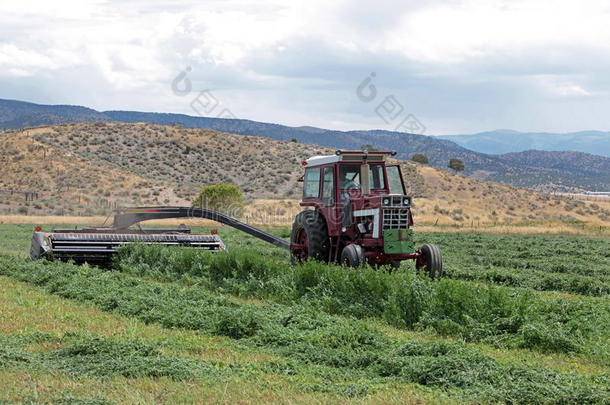 农民夏季收割苜蓿干草