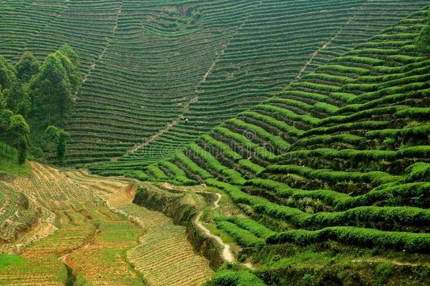 中国峨眉山：茶园景观