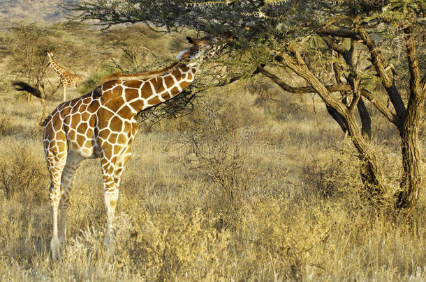 在丛林中觅食的索马里<strong>长颈鹿</strong>