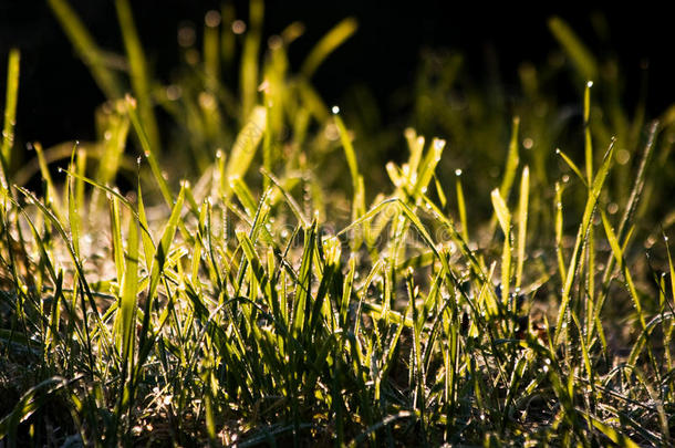 清晨阳光下带露水的草