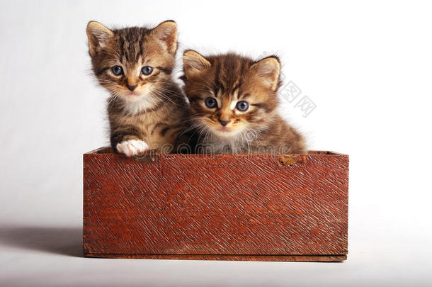 两只可爱的小猫在木箱里。