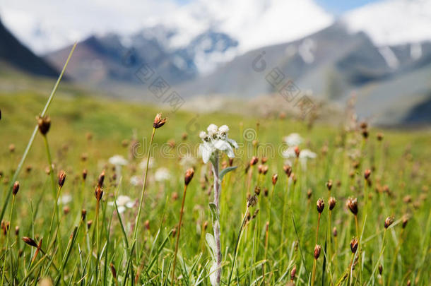 生长<strong>雪绒花</strong>的草坪