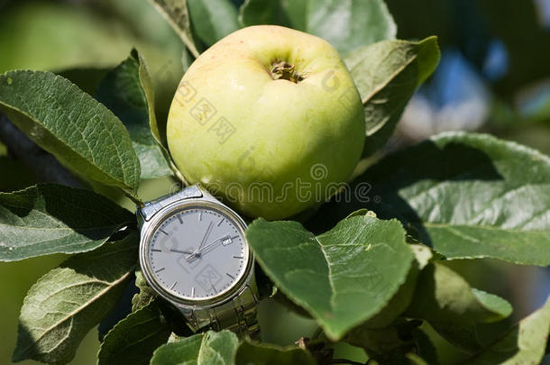 苹果分支时钟收集水果