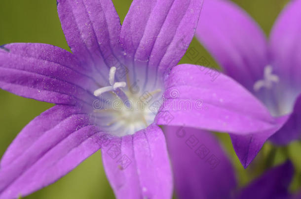 蓝铃花