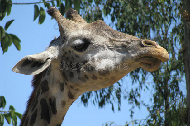 非洲动物异国情调的动物群长颈鹿