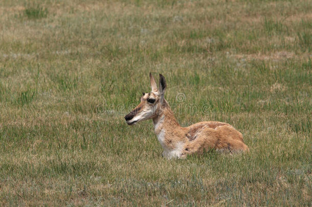 羚羊母鹿休息
