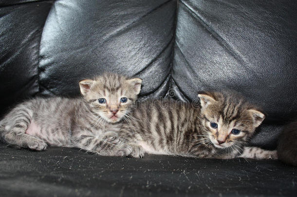 两只小猫的兄弟