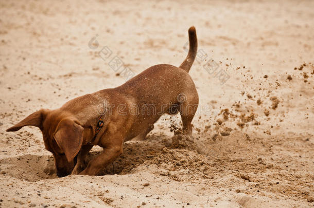 达克斯猎犬在沙滩上<strong>挖洞</strong>