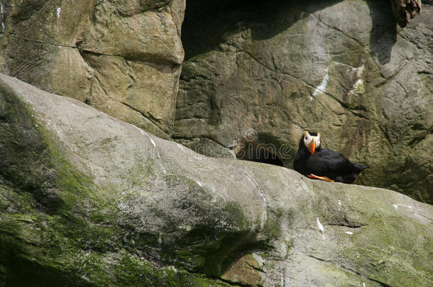 丛生的海雀，在岩石壁架上<strong>筑巢</strong>
