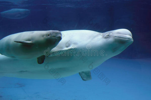 白鲸母婴