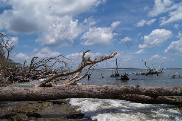 海岸边被风化的倒下的树