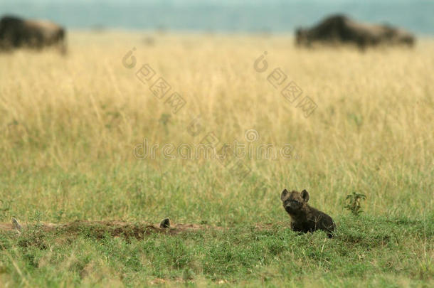 斑点鬣狗幼崽