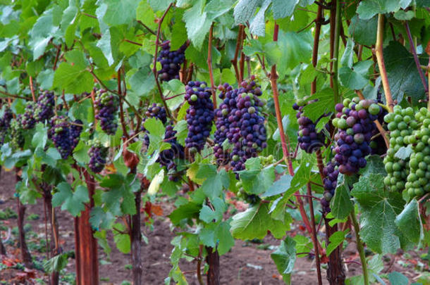 黑比诺葡萄全景图