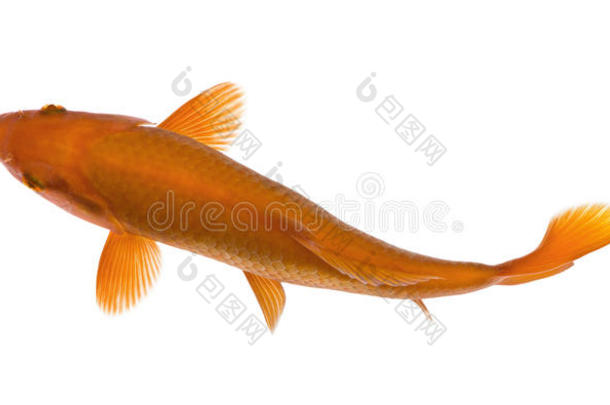 橙色锦鲤鱼，鲤鱼，摄影棚拍摄