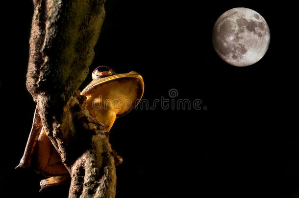 树蛙两栖动物与夜间月光