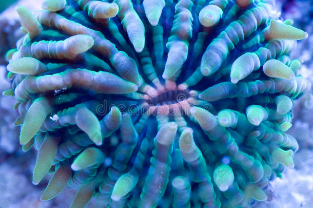 板珊瑚