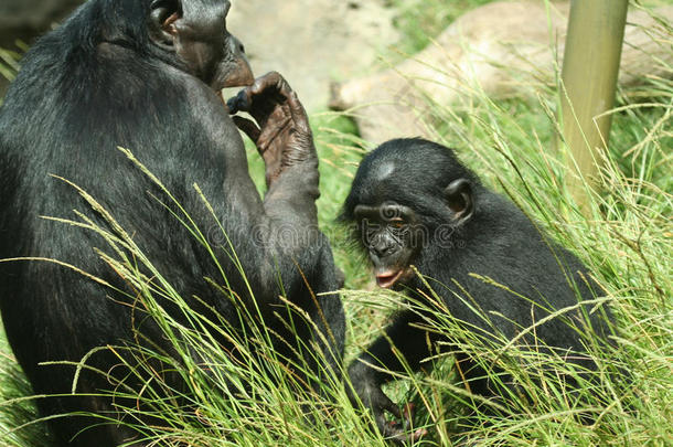 一只母倭黑猩猩和她的孩子