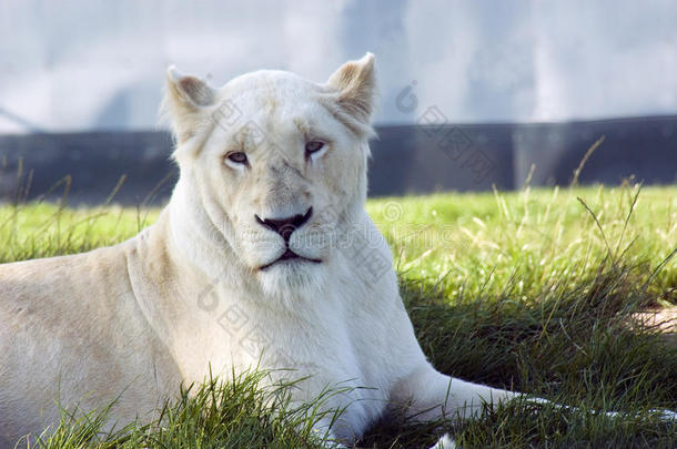 白母狮
