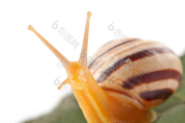 花园蜗牛