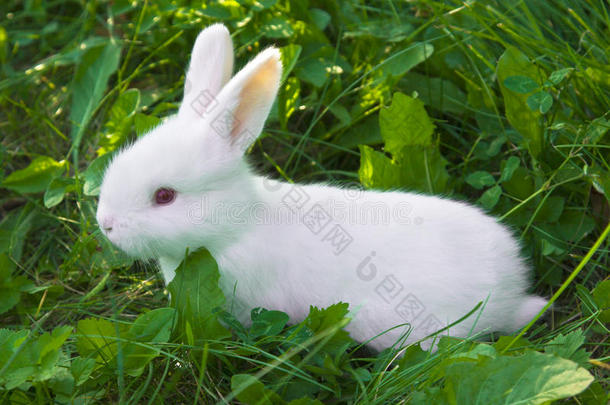 小白兔