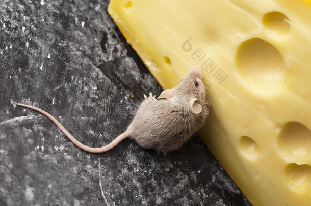 小动物-老鼠