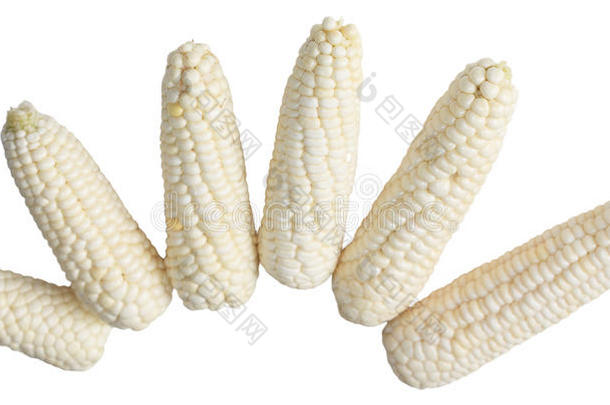 六颗白玉米