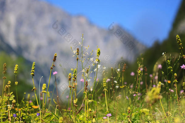 生长在阿尔卑斯山草地上的野生草本植物
