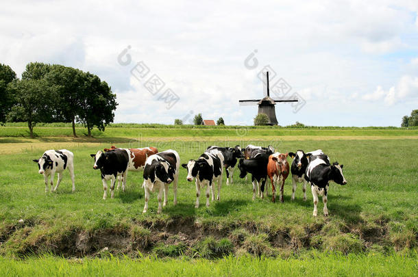荷兰风景中的奶牛与磨坊