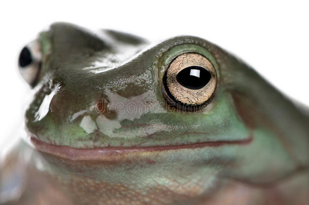白色背景前的绿色树蛙