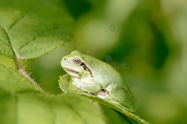 绿叶树蛙