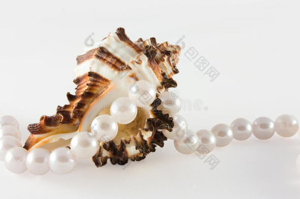 珍珠壳和珍珠绳