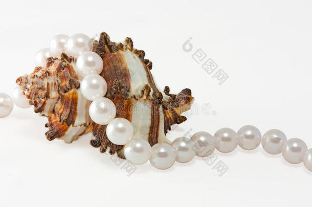 珍珠壳和珍珠绳1