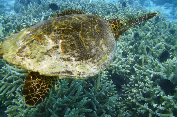 海龟和珊瑚礁