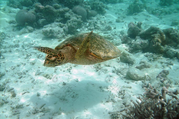 海龟和珊瑚礁