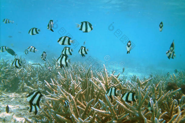 珊瑚礁上的海底生物
