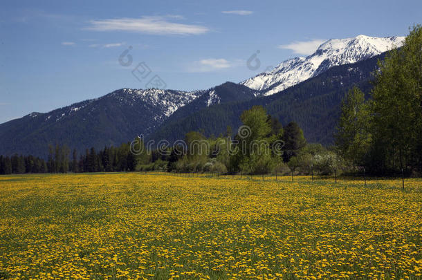 <strong>蒙大拿</strong>州雪山黄花农场