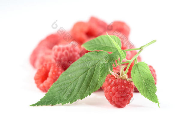 树莓嫩枝与树莓分离白b