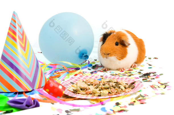 豚鼠在庆祝他的生日
