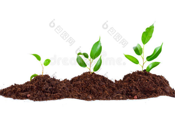 土壤中的植物
